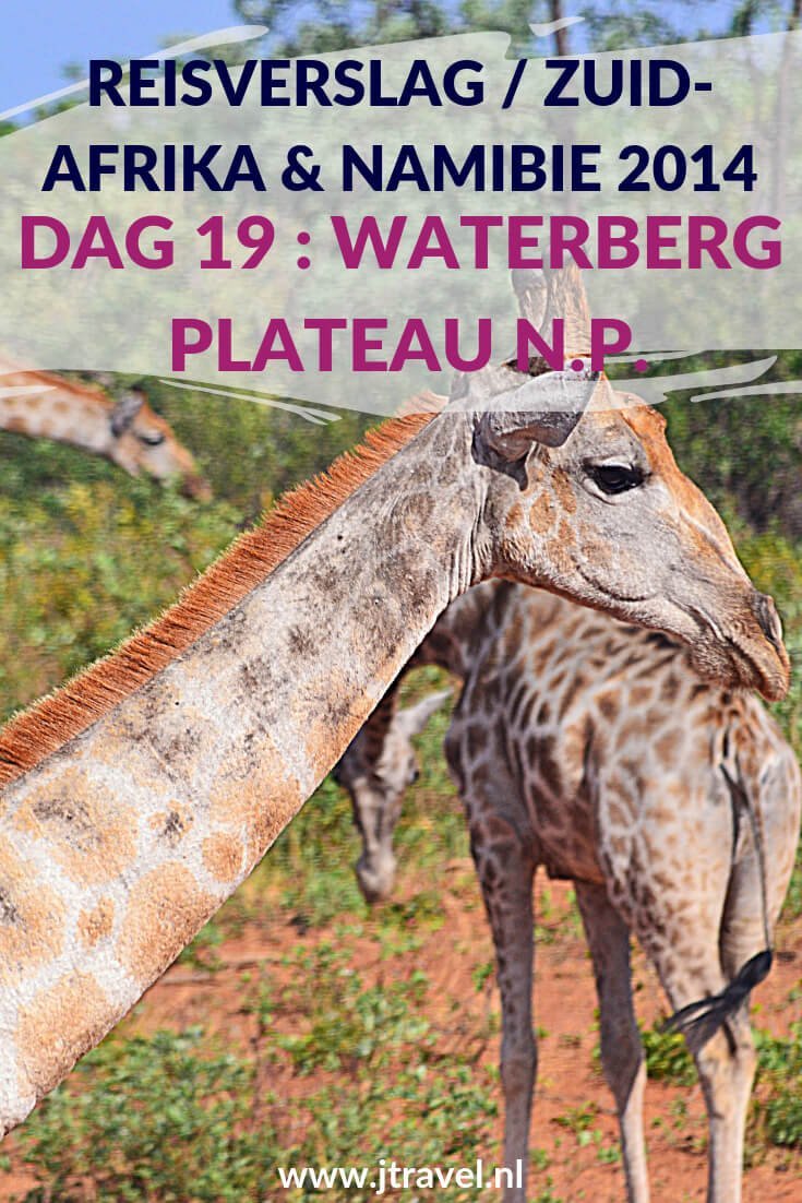 Op dag 19 van mijn rondreis door Zuid-Afrika en Namibië reizen we door naar het Waterberg Plateau National Park voor een gamedrive. Alles over de negentiende dag van mijn reis door Zuid-Afrika & Namibië lees je hier. Lees je mee? #namibie #waterbergplateau #nationalpark #gamedrive #wildlife #reisverslag #jtravel #jtravelblog