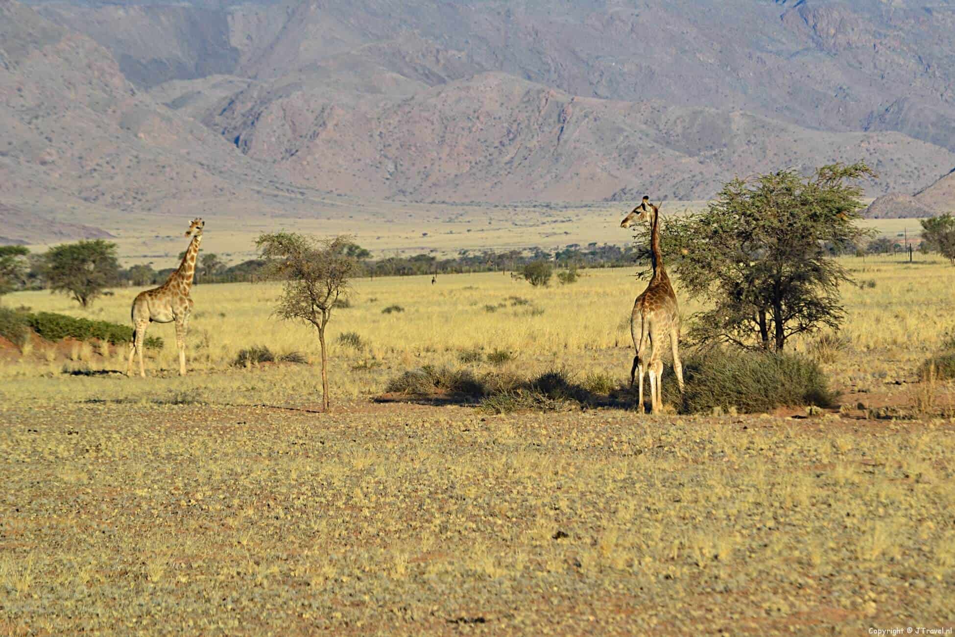 Reisverslag Zuid-Afrika & Namibië : dag 11 - donderdag 16 oktober 2014