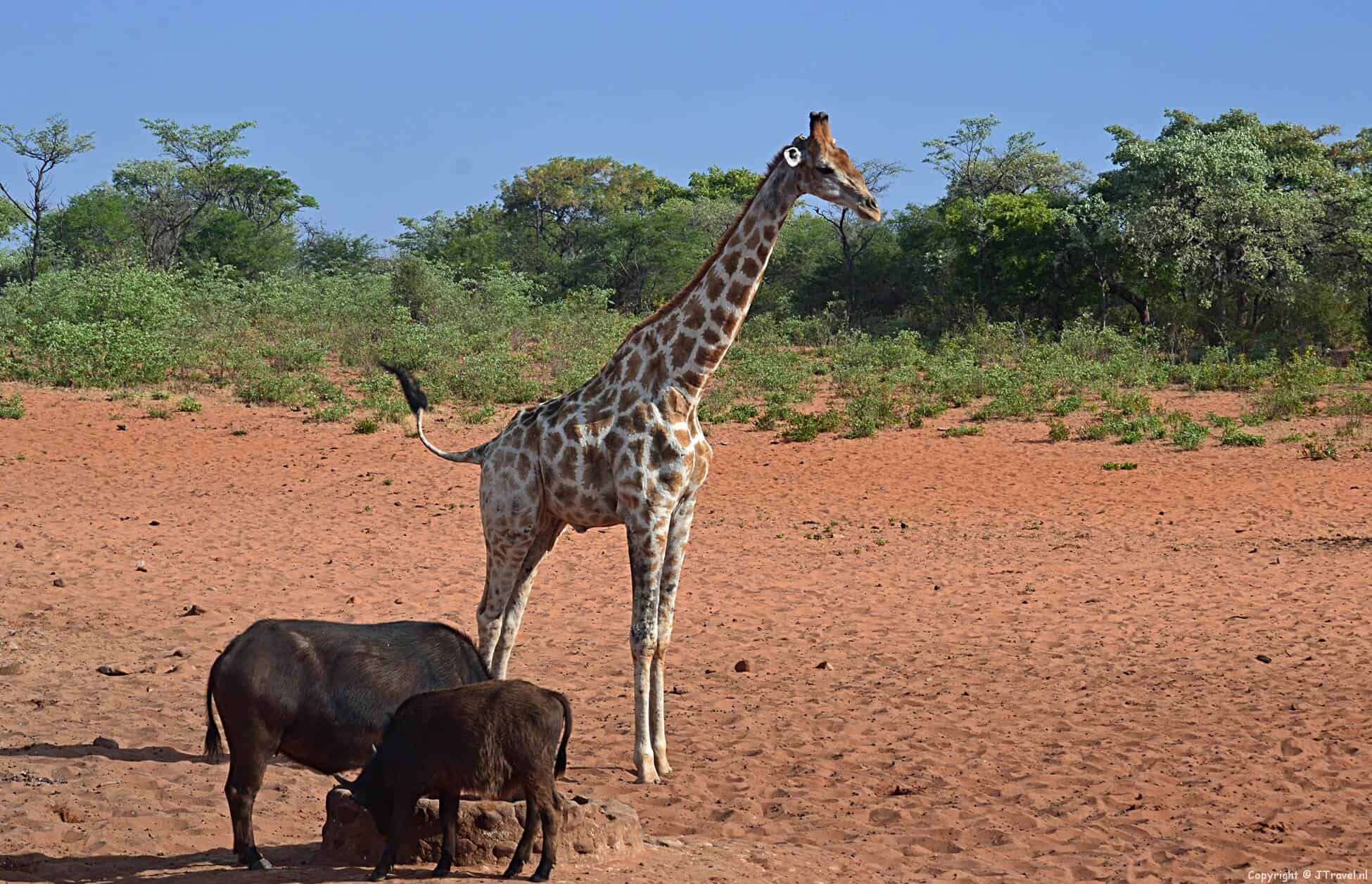 Reisverslag Zuid-Afrika & Namibiรซ : dag 19 - vrijdag 24 oktober 2014