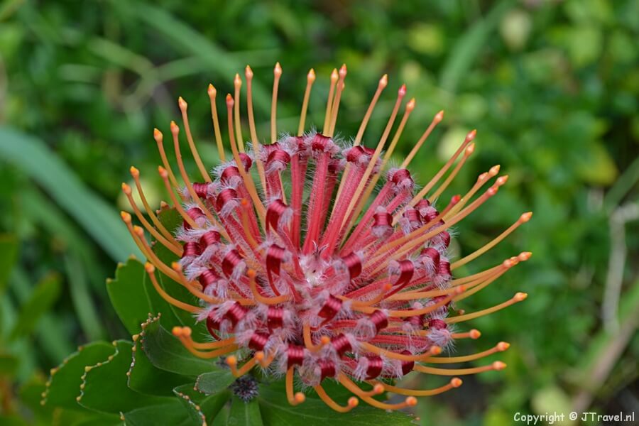 Suikerbossie in Company's Garden in Kaapstad