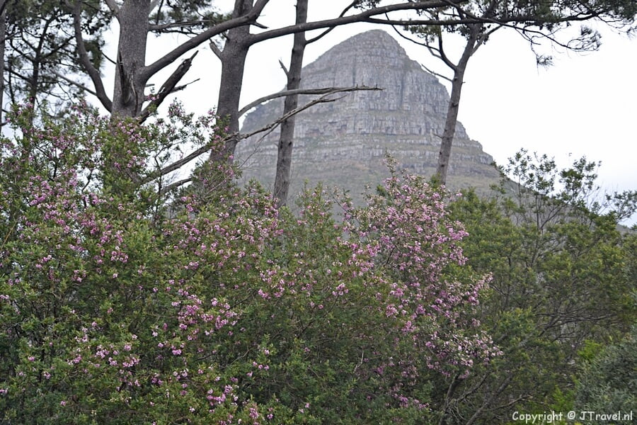 Uitzicht over Kaapstad vanaf Signal Hill