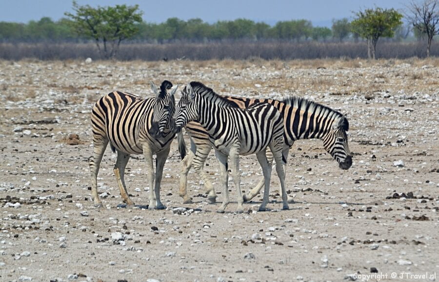 Zebra's in Etosha National Park