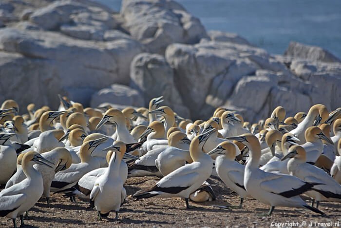 Jan van Genten op Vogeleiland