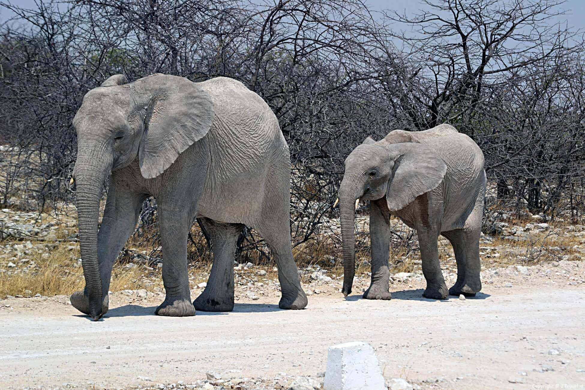 Etosha National Park in Namibië