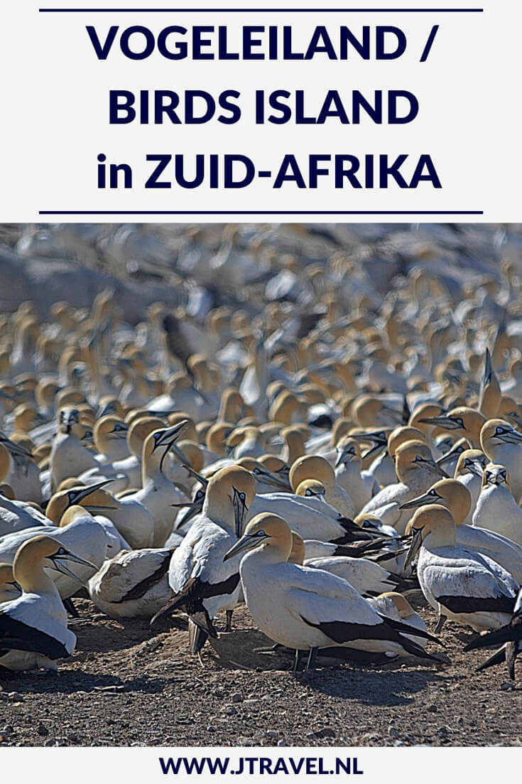 Op Vogeleiland/Birds Island heb je de kans om de blauwogige jan-van-genten van dichtbij te zien. Vogeleiland is één van de slechts zes locaties wereldwijd waar deze jan-van-genten broeden. En het is de enige broedplaats die gemakkelijk toegankelijk is voor het publiek. Hier lees je meer over Vogeleiland. Lees je mee? #vogeleiland #zuidafrika #jtravel #jtravelblog