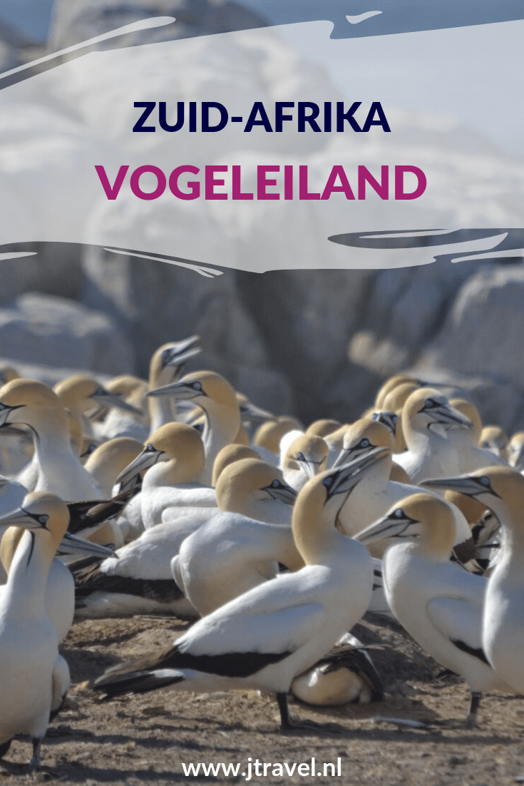 Op Vogeleiland/Birds Island heb je de kans om de blauwogige jan-van-genten van dichtbij te zien. Vogeleiland is één van de slechts zes locaties wereldwijd waar deze jan-van-genten broeden. En het is de enige broedplaats die gemakkelijk toegankelijk is voor het publiek. Hier lees je meer over Vogeleiland. Lees je mee? #vogeleiland #zuidafrika #jtravel #jtravelblog