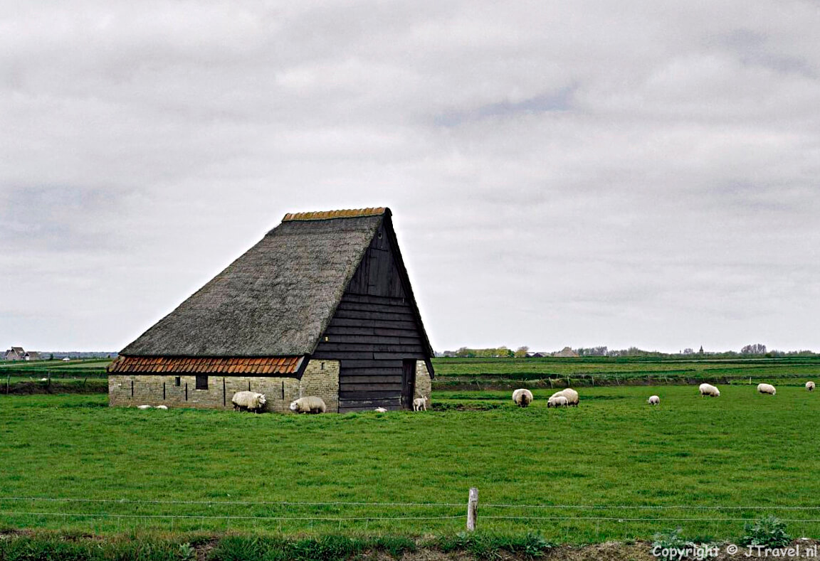 Schapenboet op Texel