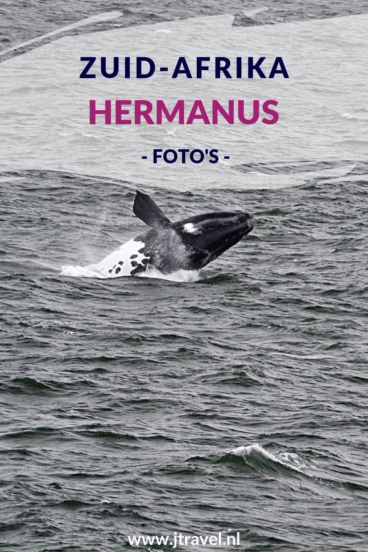 Hermanus is de plek in Zuid-Afrika om walvissen te spotten. Ik heb een paar walvissen gezien. En heb jij de walvissen ook gespot. Meer over Hermanus lees je hier. Lees je mee? #hermanus #walvissen #zuidafrika #jtravelblog #jtravel