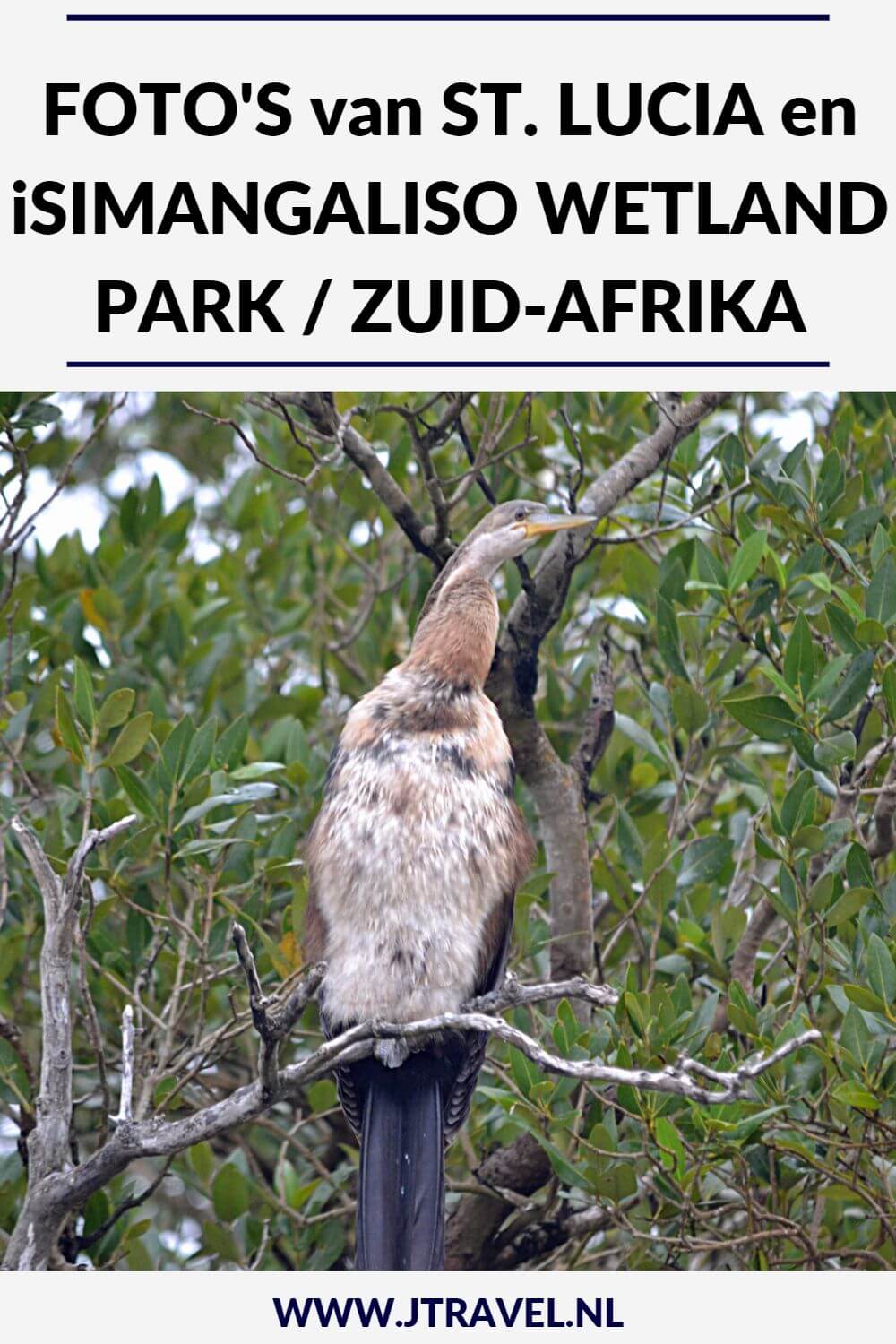 St. Lucia is voor velen de uitvalsbasis voor Hluhluwe-Imfolozi Game Reserve en het iSimangaliso Wetland Park. iSimangaliso Wetland Park staat bekend om zijn vele nijlpaarden. iSimangaliso Wetland Park staat op de Werelderfgoedlijst van UNESCO. Mijn foto's van St. Lucia en het iSimangaliso Wetland Park zie je in dit artikel. Kijk je mee? #stlucia #isimangalisowetlandpark #zuidafrika #jtravel #jtravelblog #fotos