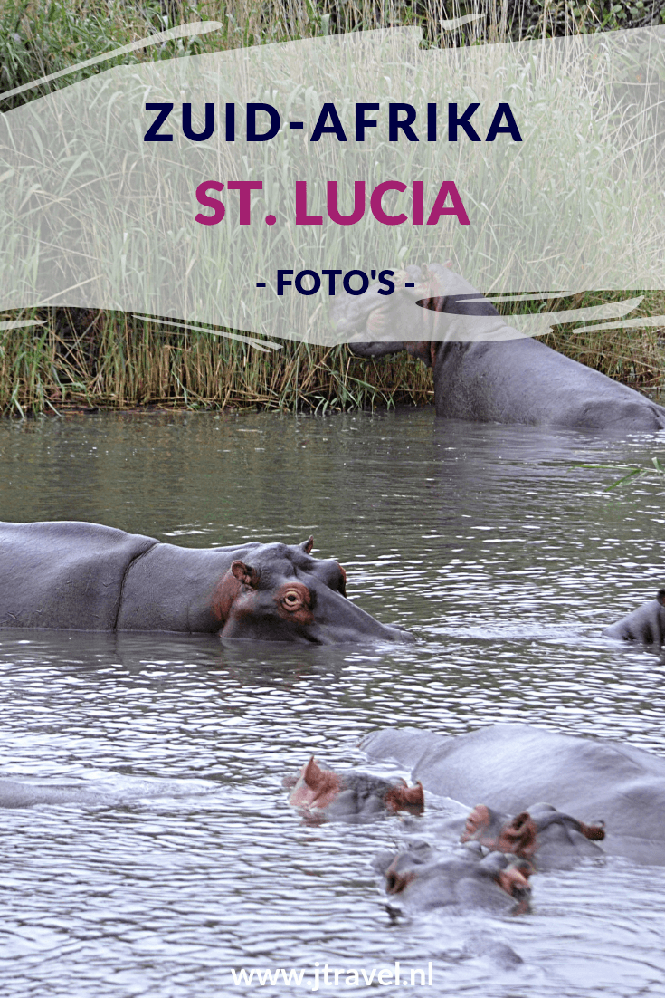St. Lucia is voor velen de uitvalsbasis voor Hluhluwe-Imfolozi Game Reserve en het iSimangaliso Wetland Park. iSimangaliso Wetland Park staat bekend om zijn vele nijlpaarden. iSimangaliso Wetland Park staat op de Werelderfgoedlijst van UNESCO. Mijn foto's van St. Lucia en het iSimangaliso Wetland Park zie je in dit artikel. Kijk je mee? #stlucia #isimangalisowetlandpark #zuidafrika #jtravel #jtravelblog #fotos