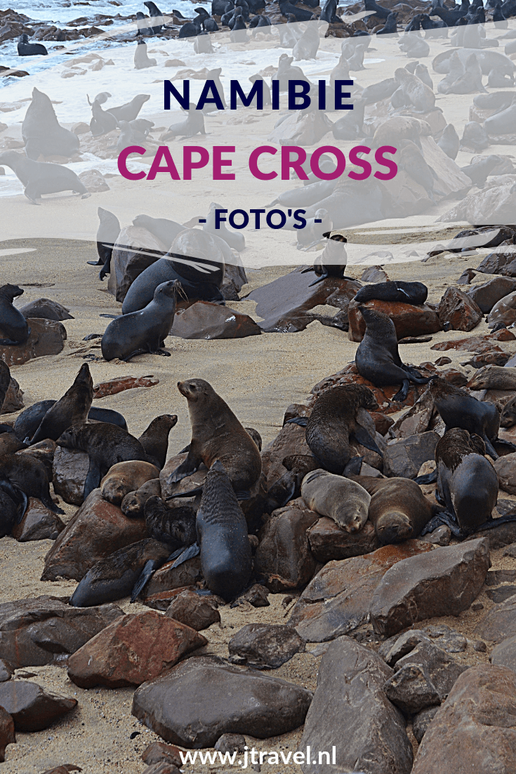 Tijdens mijn rondreis door Namibië bezocht ik de vele zeehonden bij Cape Cross. Hier zie je mijn foto’s van de zeehonden van Cape Cross. Kijk je mee? #capecross #zeehonden #namibie #fotos