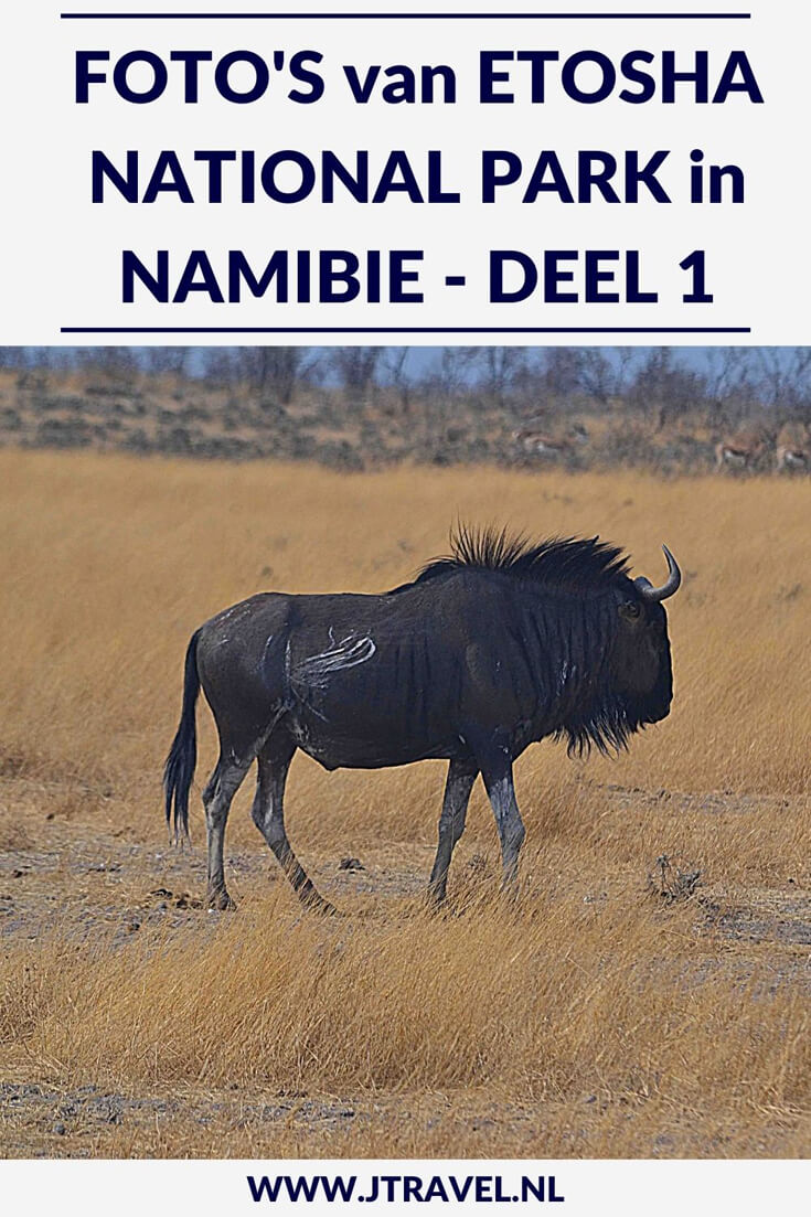 Een must do als je in Namibië rondreist, is een (meerdaags) bezoek aan Etosha National Park. Etosha National Park is het bekendste nationale park om wildlife te spotten in Namibië. Ik heb hier onder begeleiding van een ranger in een 4x4 een gamedrive gemaakt en veel wild gespot. Her zie deel 1 van mijn foto's van deze gamedrive door het Etosha National Park? #etoshanationalpark #wildlife #gamedrive #namibie #jtravel #jtravelblog #fotos
