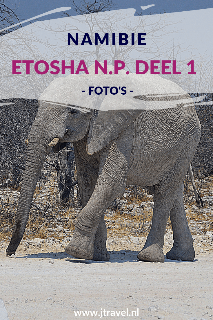 Een must do als je in Namibië rondreist, is een (meerdaags) bezoek aan Etosha National Park. Etosha National Park is het bekendste nationale park om wildlife te spotten in Namibië. Ik heb hier onder begeleiding van een ranger in een 4x4 een gamedrive gemaakt en veel wild gespot. Her zie deel 1 van mijn foto's van deze gamedrive door het Etosha National Park? #etoshanationalpark #wildlife #gamedrive #namibie #jtravel #jtravelblog #fotos