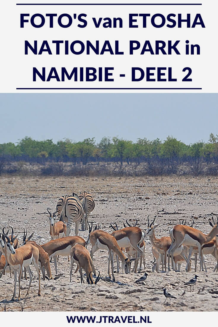 Een must do als je in Namibië rondreist, is een (meerdaags) bezoek aan Etosha National Park. Etosha National Park is het bekendste nationale park om wildlife te spotten in Namibië. Ik heb hier onder begeleiding van een ranger in een 4x4 een gamedrive gemaakt en veel wild gespot. Her zie deel 2 van mijn foto's van deze gamedrive door het Etosha National Park? #etoshanationalpark #wildlife #gamedrive #namibie #jtravel #jtravelblog #fotos