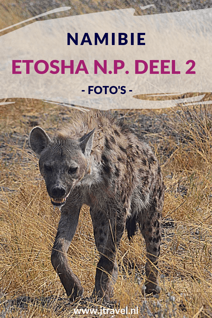 Een must do als je in Namibië rondreist, is een (meerdaags) bezoek aan Etosha National Park. Etosha National Park is het bekendste nationale park om wildlife te spotten in Namibië. Ik heb hier onder begeleiding van een ranger in een 4x4 een gamedrive gemaakt en veel wild gespot. Her zie deel 2 van mijn foto's van deze gamedrive door het Etosha National Park? #etoshanationalpark #wildlife #gamedrive #namibie #jtravel #jtravelblog #fotos