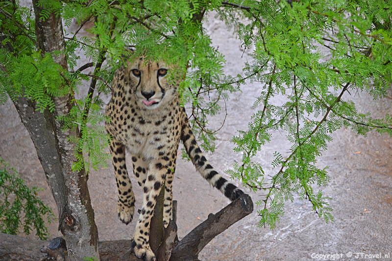 Een cheetah in het Cango Wildlife Ranch nabij Oudtshoorn / Copyright © JTravel.nl