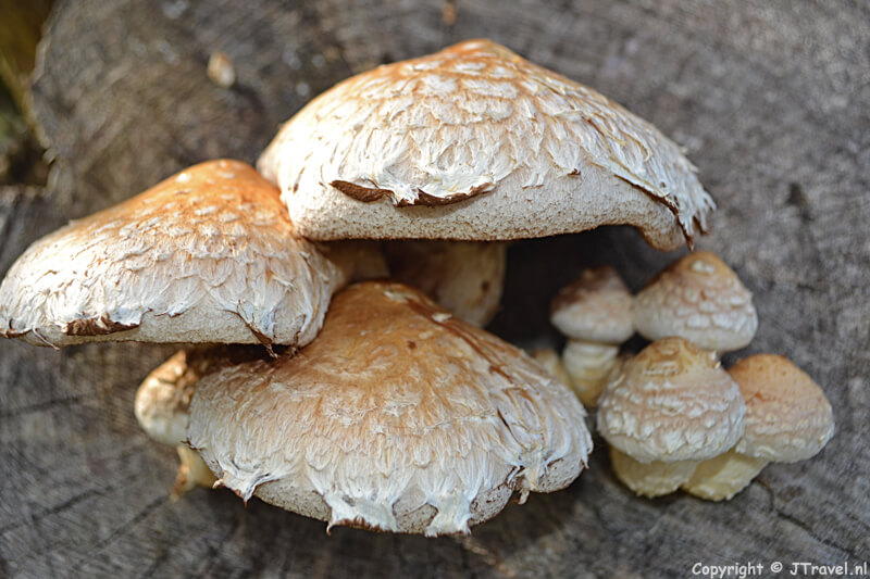 Paddenstoelen in de Amsterdamse Waterleidingduinen op 14-10-2017 / Copyright © JTravel.nl