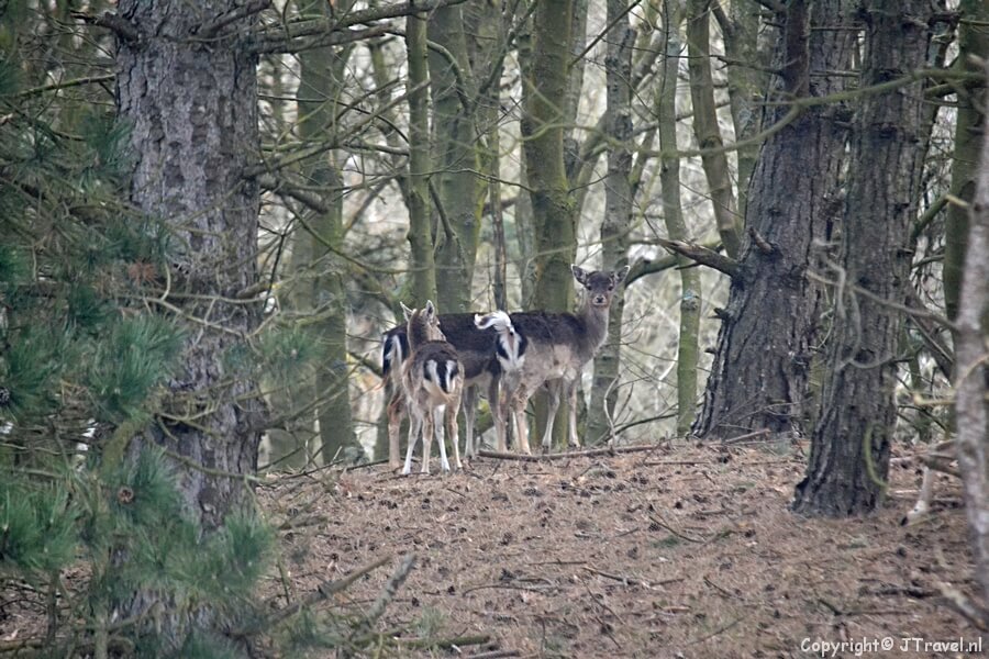 Een damhert in de Amsterdamse Waterleidingduinen op 18-3-2020 / Copyright © JTravel.nl