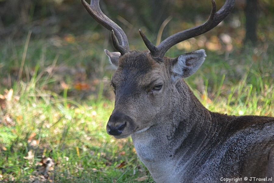 Een damhert in de Amsterdamse Waterleidingduinen op 13-10-2018 / Copyright © JTravel.nl