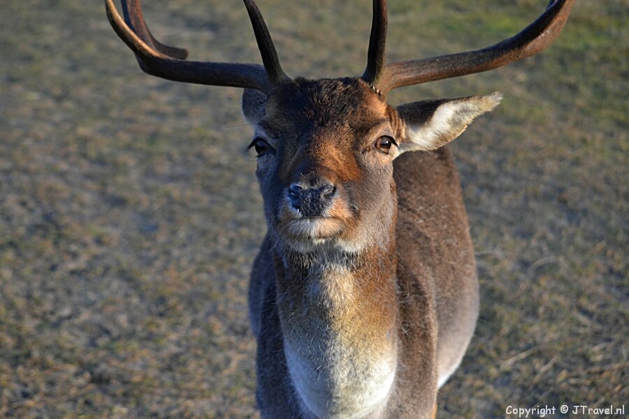 Een damhert in de Amsterdamse Waterleidingduinen op 19-1-2020 / Copyright © JTravel.nl