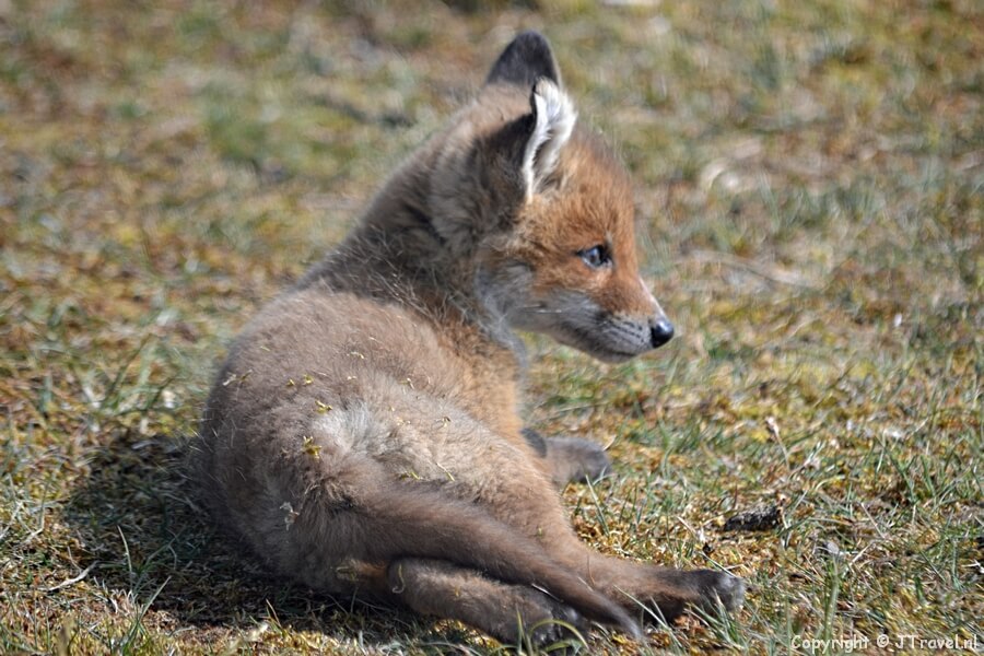 Een babyvos in de Amsterdamse Waterleidingduinen op 7-5-2020 / Copyright © JTravel.nl
