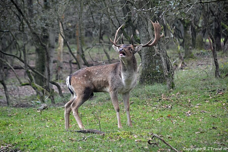 Een burlend damhert in de Amsterdamse Waterleidingduinen op 19-10-2020 / Copyright © JTravel.nl