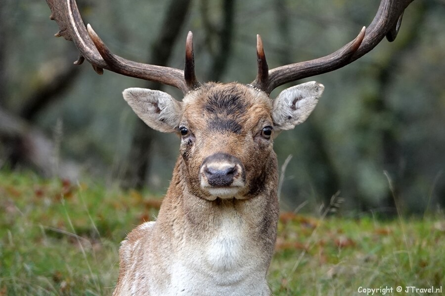 Een damhert in de Amsterdamse Waterleidingduinen op 28-10-2022 / Copyright © JTravel.nl