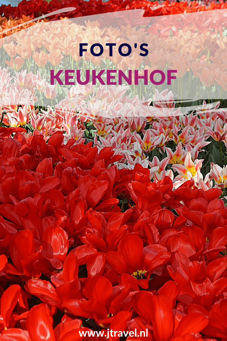 In 2015 bezocht ik voor het eerst sinds lange tijd de Keukenhof in Lisse. Vanaf hier zie je mijn foto's die ik in 2015 in de Keukenhof maakte. Kijk je mee? #keukenhof #bloemententoonstelling #lisse #fotos #jtravel #jtravelblog In 2015 bezocht ik voor het eerst sinds lange tijd de Keukenhof in Lisse. Vanaf hier zie je mijn foto's die ik in 2015 in de Keukenhof maakte. Kijk je mee? #keukenhof #bloemententoonstelling #lisse #fotos #jtravel #jtravelblog