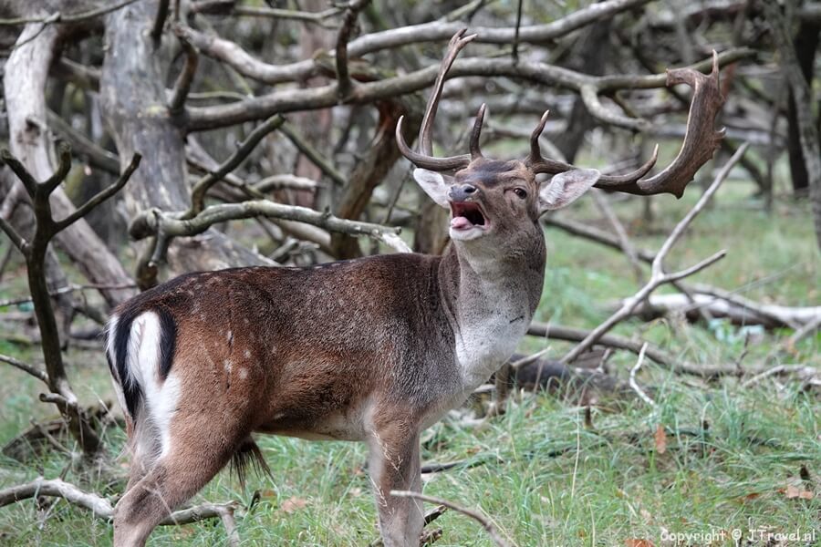 Een burlend damhert in de Amsterdamse Waterleidingduinen op 12-10-2022 / Copyright © JTravel.nl