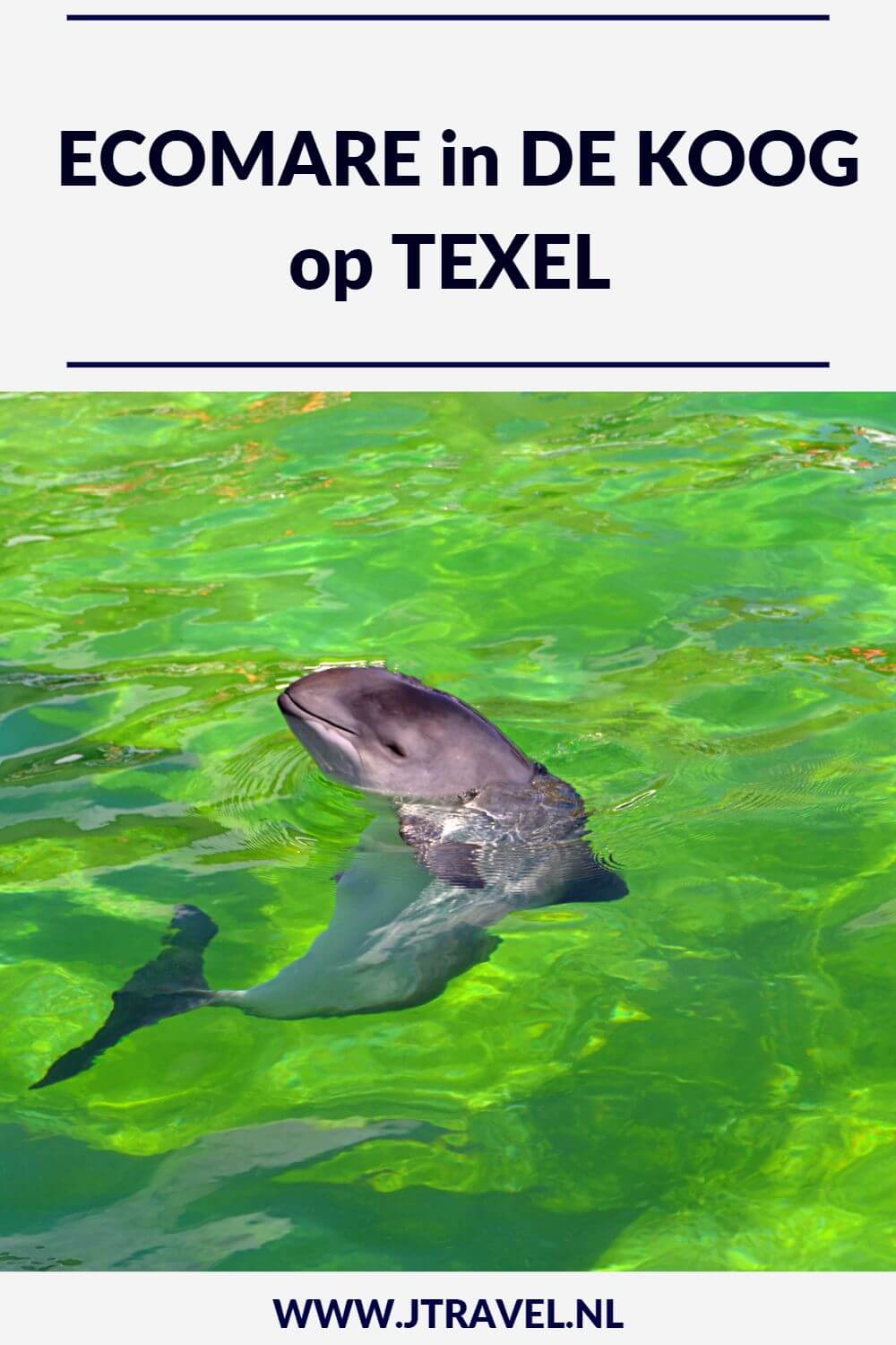 Een leuk uitje voor kinderen (en volwassenen) is zeehondenopvang Ecomare, net buiten De Koog, op Texel. Naast zeehonden leven hier 2 bruinvissen en is er binnen een zee-aquarium. De dieren worden op vaste tijden gevoed en jij kan daar bij zijn! Meer lezen doe je op mijn website. Lees je mee? #ecomare #zeehondenopvang #dekoog #texel #nederland #waddeneiland #jtravel #jtravelblog