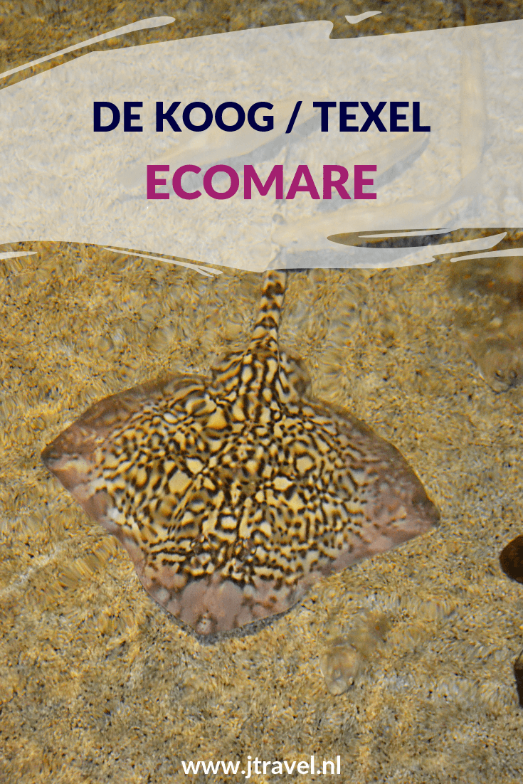 Een leuk uitje voor kinderen (en volwassenen) is zeehondenopvang Ecomare, net buiten De Koog, op Texel. Naast zeehonden leven hier 2 bruinvissen en is er binnen een zee-aquarium. De dieren worden op vaste tijden gevoed en jij kan daar bij zijn! Meer lezen doe je op mijn website. Lees je mee? #ecomare #zeehondenopvang #dekoog #texel #nederland #waddeneiland #jtravel #jtravelblog