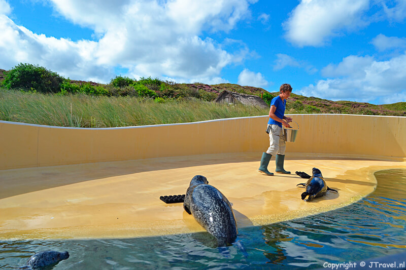 Het voeren van de gewone zeehonden in Ecomare