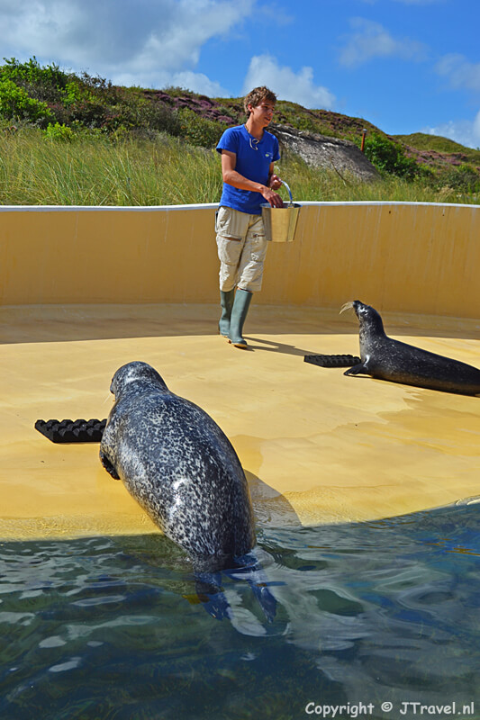 Het voeren van de gewone zeehonden in Ecomare