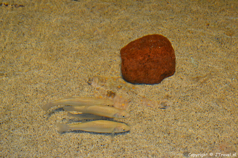 Het zeeaquarium in Ecomare