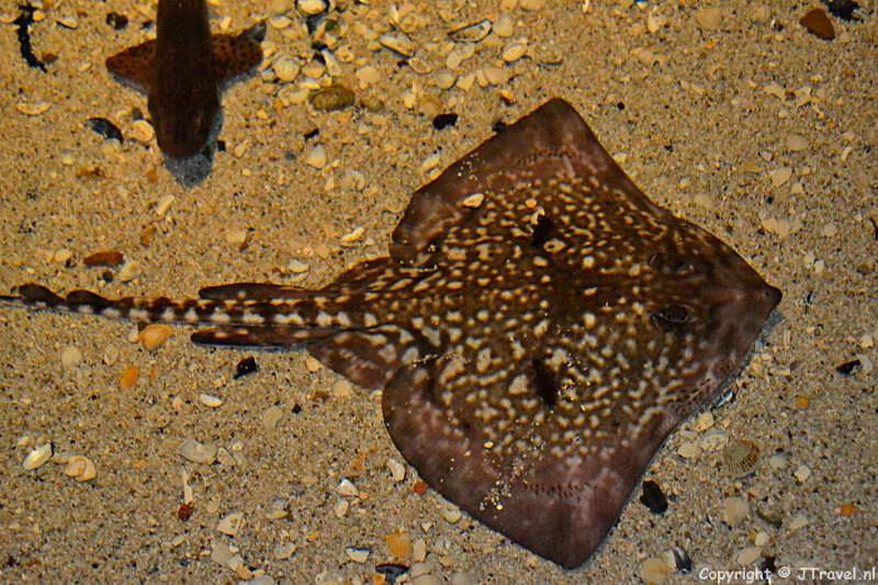 Een rog in het zee-aquarium in Ecomare
