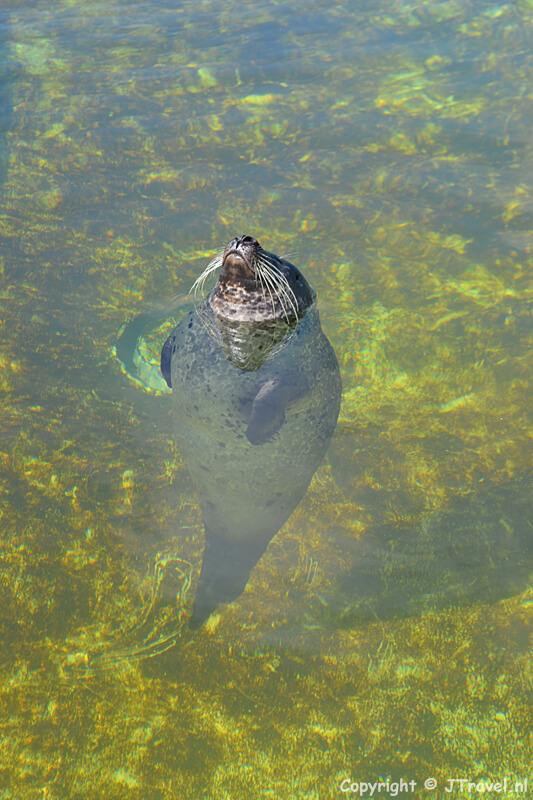 Een adoptiezeehond in Ecomare