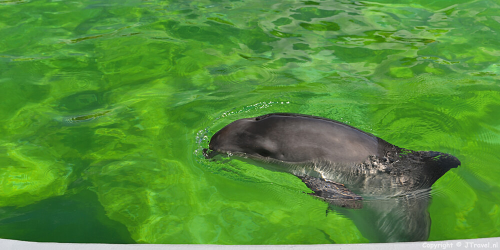 Een bruinvis in Ecomare