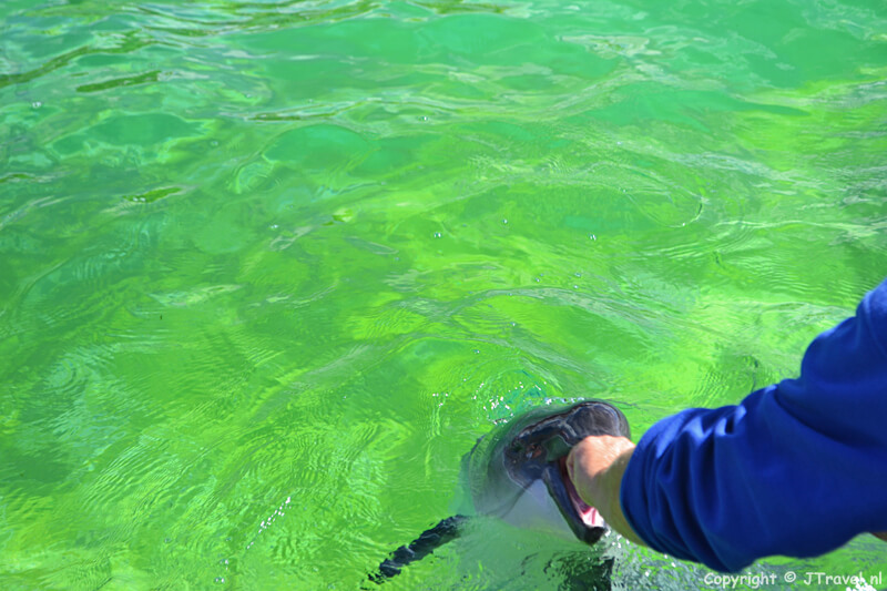 Het voeren van een bruinvis in Ecomare