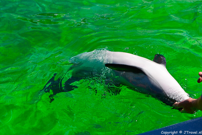 Bruinvis Michael wordt gecontroleerd in Ecomare
