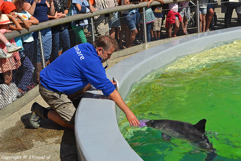 Het voeren van de bruinvissen in Ecomare