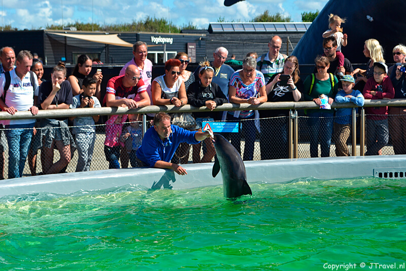 Het voeren van de bruinvissen in Ecomare