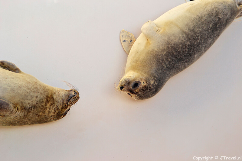 Zeehondenopvang in Ecomare