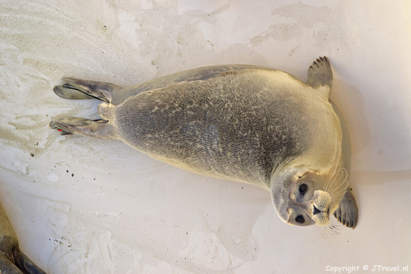 Zeehondenopvang in Ecomare