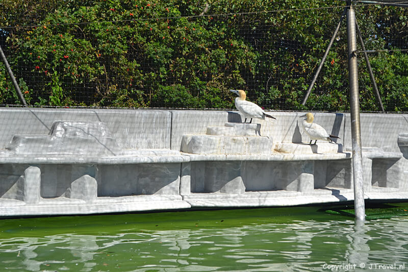 Vogelopvang van Jan-van-genten in Ecomare