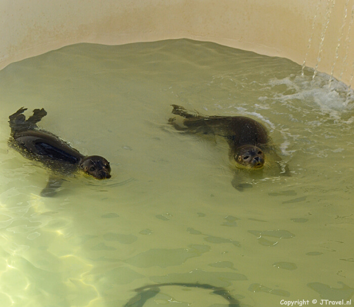 Zeehondenopvang in Ecomare