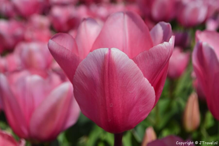 Tulpen bij Hillegom in de Bollenstreek