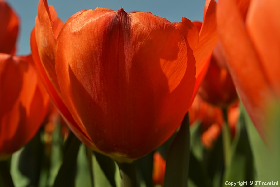 Tulpen rond De Zilk in de Bollenstreek