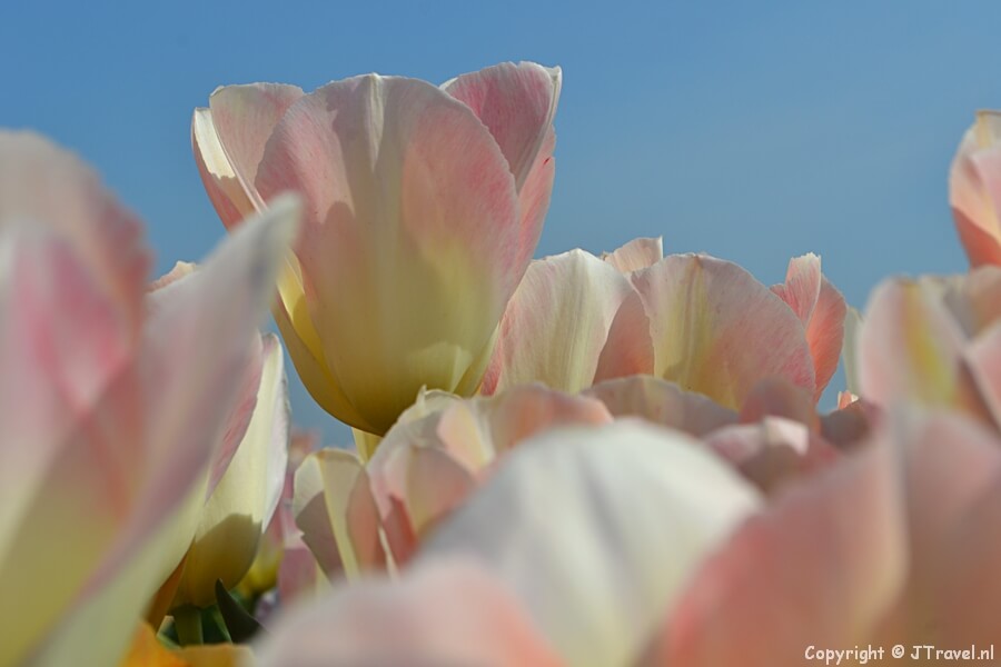 Tulpen rond De Zilk in de Bollenstreek
