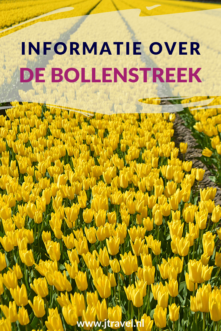De afgelopen jaren heb ik verschillende keren een bezoek gebracht aan de Bollenstreek, hetzij voor de kleurrijke bollenvelden, hetzij voor een museumbezoek. Lees je mee over mijn bezoeken aan de Bollenstreek? #bollenstreek #lisse #kasteelkeukenhof #lamlisse #museumdezwartetulp #bollenvelden #jtravel #jtravelblog