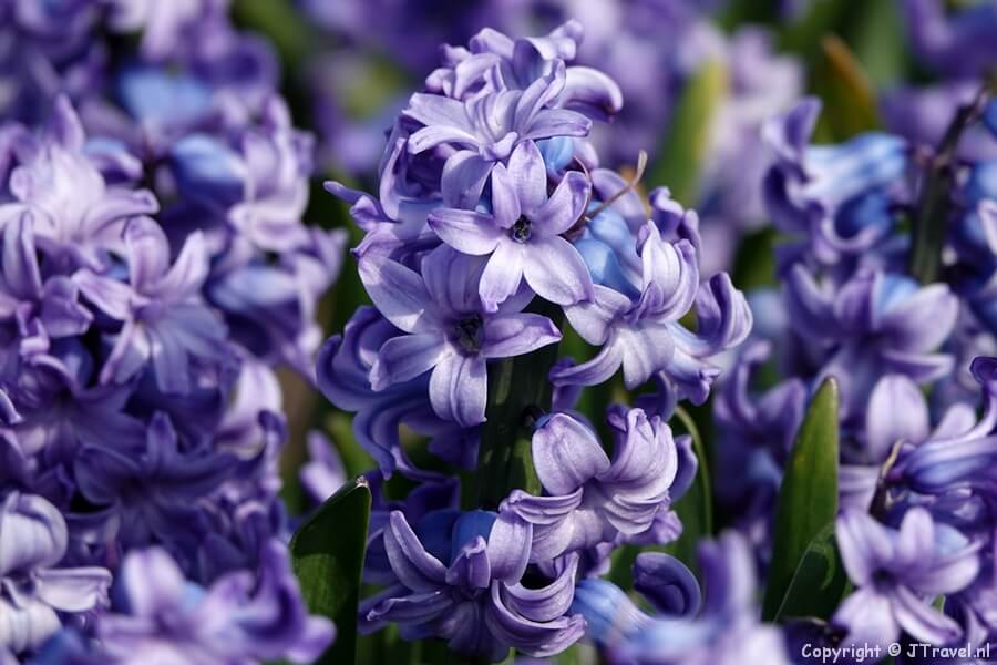 Hyacinten aan de Veenenburgerlaan in Hillegom op 29 maart 2022